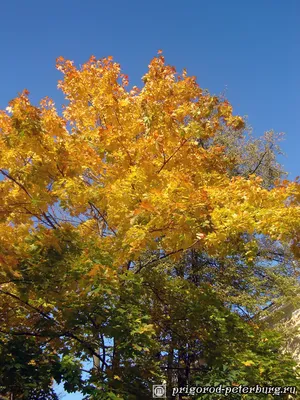 Рисунок Осень - золотая пора №367546 - «Осенняя пора - очей очарованье...»  (09.01.2023 - 01:09)