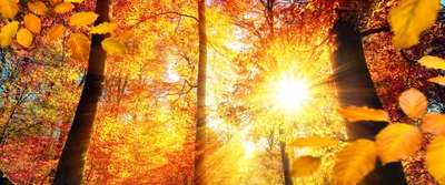 Фон рабочего стола где видно золотая осень, лес, деревья, природа, лучи  солнца, 5К, обои 3440х1440