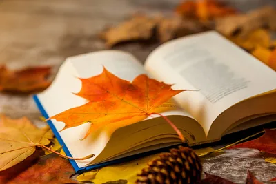 осенние листья и ягоды лежащие на деревянном столе осенью, обои осень, обои  для рабочего стола, обои фон картинки и Фото для бесплатной загрузки