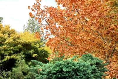 Скачать 1920x1080 осень, лес, тропинка, листва, парк, красочный обои,  картинки full hd, hdtv, fhd, 1080p