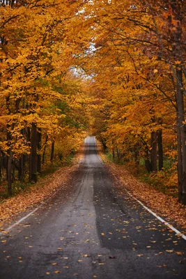 Золотая осень | Осенние картинки, Пейзажи, Осенние фотографии
