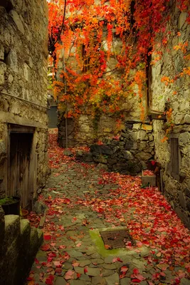 Осеннее Настроение Осенние Краски - Бесплатное фото на Pixabay - Pixabay