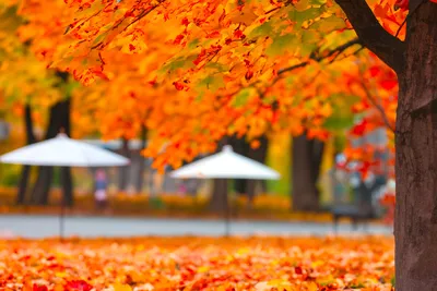 Осеннее Настроение Жила Осень - Бесплатное фото на Pixabay - Pixabay