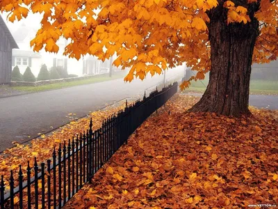 Foto Stock Осень. Осенний лист в траве. Солнце. Осеннее настроение,  солнечная погода | Adobe Stock