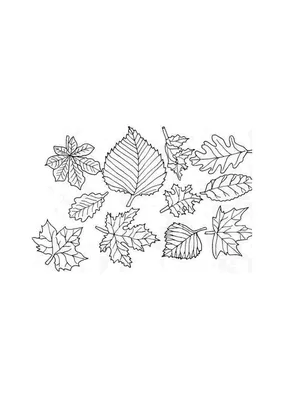 Осенние листья цвета Quercus Velutina, черные и белые листья, лист, сердце,  ветка png | PNGWing