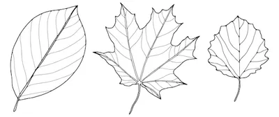 Черно-белые Осенние Листья, Фон. Вектор Клипарты, SVG, векторы, и Набор  Иллюстраций Без Оплаты Отчислений. Image 13032556