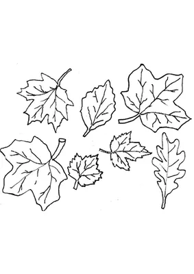 Контур трех разных листьев на белом фоне осенние листья для оформления  книжек-раскрасок различных дизайнов | Премиум векторы