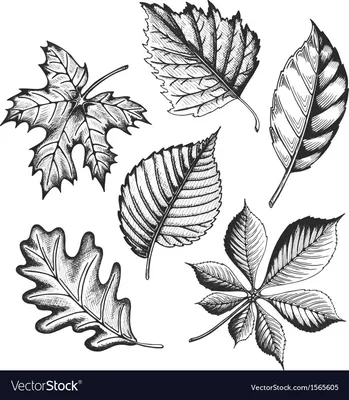 Раскрой Осенний лист цвет, Лист, белый, клен, лист png | PNGWing