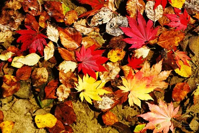 Осенние листья и грибы в черно-белом цвете. Искусство лапши для  сотрудничества Векторное изображение ©Emila1604 178795266