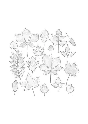 Книжка-раскраска Осенний лист цвет, осень, ребенок, клен, лист png |  Klipartz