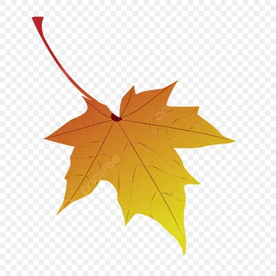 Осенние листья элемент дизайна кленовый лист Ai рисованной иллюстрации  украшения PNG , кленовый лист клипарт, Осенние листья, элемент дизайна PNG  картинки и пнг рисунок для бесплатной загрузки