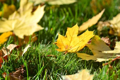 Декаон Осенние листья для декора оформление к 1 сентября