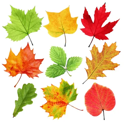 Осенние листья для оформления (53 фото) - 53 фото