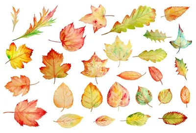 Купить Вафельные осенние листья цветные двухсторон, 20 шт, микс