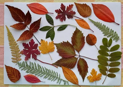 Осенние листья из фетра 5 см Клён Набор 50 штук - купить с доставкой по  выгодным ценам в интернет-магазине OZON (603710853)