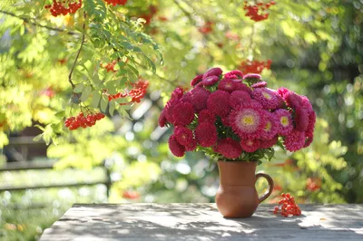 Картинки по запросу осенние цветы обои на рабочий стол | Растения,  Гидропоника, Яблоки