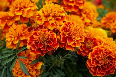 яркие цветы на дорожке, осенние цветы Gujeolcho полевые цветы, Hd  фотография фото, цветок фон картинки и Фото для бесплатной загрузки