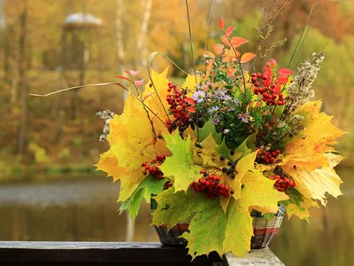 Осенние цветы для клумбы: список самых популярных, описание. — Украина