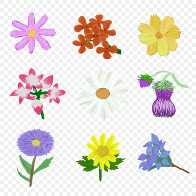 Цветы, Обои с цветами, Эстетика, Обои эстетичные, Природа, Обои на телефон,  Цветы на природе в 2023 г | Летние цветы, Цветы, Осенние цветы