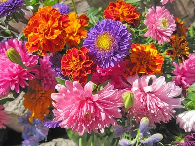 Скачать обои Цветы Гобелен, осенние цветы на рабочий стол 1280x1024