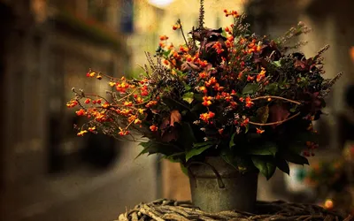 Бесплатные Осенние цветы стоковые фотографии | FreeImages