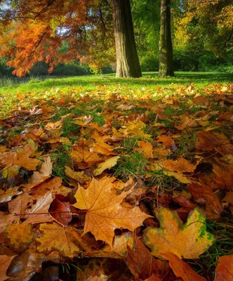 Осенние листья и яблоки, фон Stock Photo | Adobe Stock