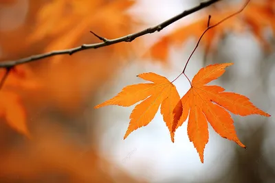 Осенние Мелодии: Погружение в Любовь под Шум Осенних Листьев\" | 📖 ТАРО  АНДРЕЙ ☀️ | Дзен
