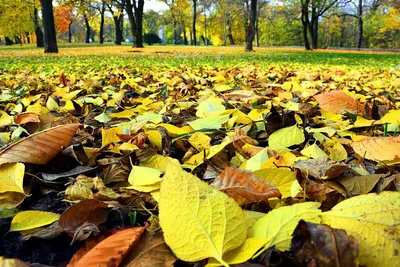 осенние листья на дереве, осень, время года, дерево фон картинки и Фото для  бесплатной загрузки