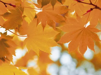 Осенние Листья Падают На Землю В Парке — стоковые фотографии и другие  картинки Осень - Осень, Цвет осенних листьев, Падать - iStock