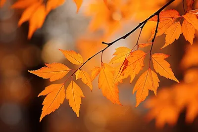 Осенние листья (98 фото) - 98 фото