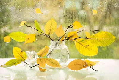 Что рисует осенний дождь на стекле? - фото автора стихиЯ на сайте Сергиев.ru
