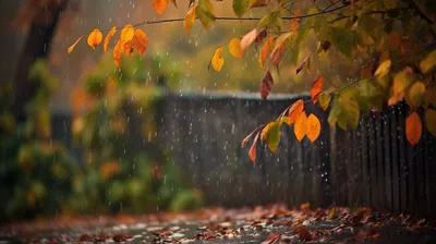 Дождь осенний. - фото автора савл на сайте Сергиев.ru