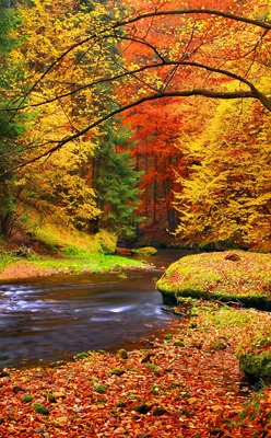 Осенние картинки. Обои для телефона. Осенний лес | Туризм цитаты, Осенние  картинки, Пейзажи