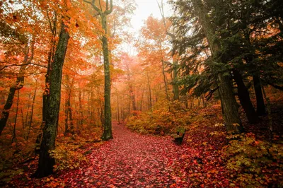 Картинка Осенний лес в тумане. Природа