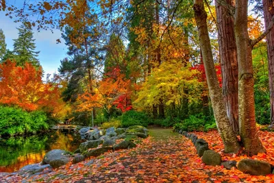 Осенний лес обои (33 фото) - 33 фото
