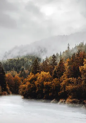 Осенний лес обои для Андроид Full HD, лучшие 1080x1920 заставки на телефон  | Akspic