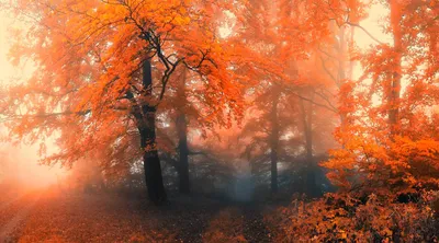 осенний лесной лес большая гора с осенними листьями Фон Обои Изображение  для бесплатной загрузки - Pngtree
