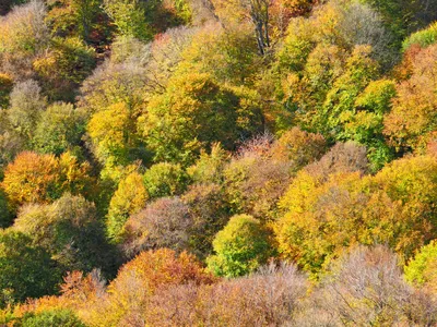 Гриб осенний лес таинственный стиль природа пейзаж фон Обои Изображение для  бесплатной загрузки - Pngtree