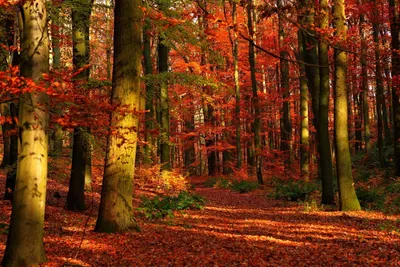 красивый осенний лес в сентябре можно использовать для фонов карты обои на  пк и смартфоне Стоковое Фото - изображение насчитывающей пуща, путь:  224338354