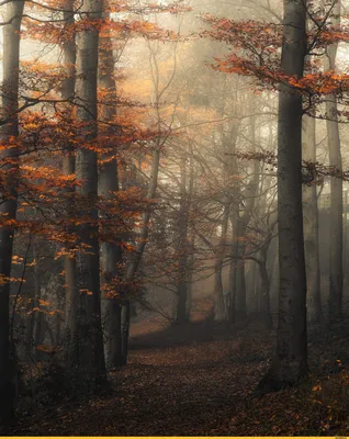 Осенний лес обои на телефон - 59 фото