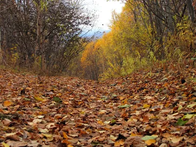 Осенний лес в тумане - фотообои на заказ по цене интернет магазин  1rulon.ru. Купить фотообои Осенний лес в тумане артикул: 55659