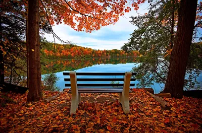 Флизелиновые 3D фото обои природа 206x275 см Осенний лес за озером  (12113VEA)+клей (ID#1540135143), цена: 1350 ₴, купить на Prom.ua