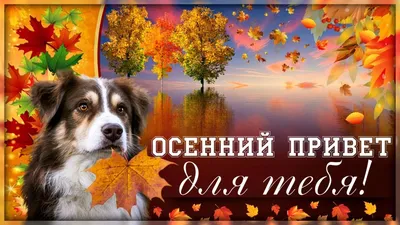 Осенний привет, артикул: 333089323, с доставкой в город Красногорск