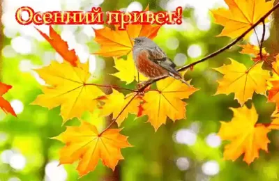 Осенний привет\" | Новости | Живой Ангарск | LiveAngarsk.ru