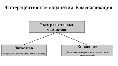 Презентация Ощущения психология | Презентации Психология | Docsity