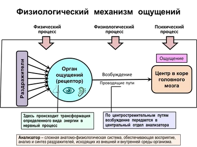 Ощущение и восприятие
