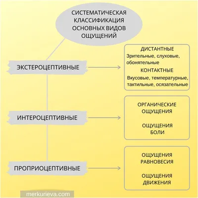 Ощущения сенсорной чувствительности органов физические лица. Иллюстрация  штока - иллюстрации насчитывающей конспектов, карточка: 211575656