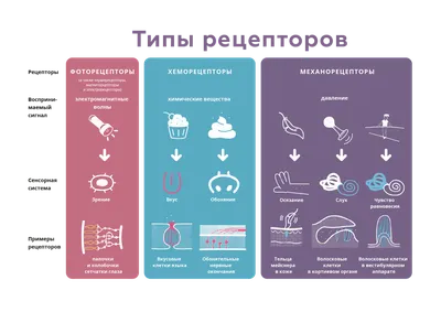 Ощущение это в психологии? Просто о сложном для неспециалистов! | Владислав  Якимов | Дзен