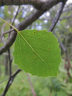 листья осины стоковое фото. изображение насчитывающей ботаническую -  23235602