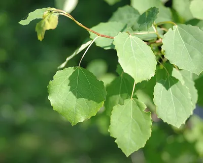листья осины зеленые стоковое изображение. изображение насчитывающей форма  - 50307423
